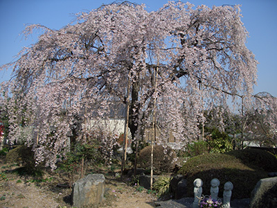 成就院のしだれ桜